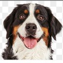 Leah Roche - @LeahR308 - Twitter