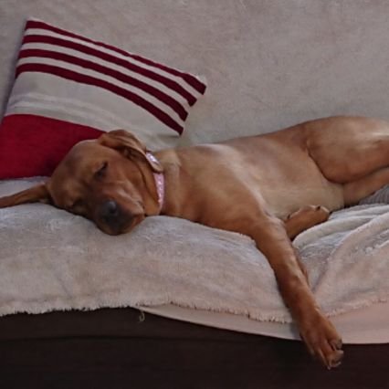 alison_kenefick's profile picture. I'm a History & Politics student as well as a mother of 4. Im an active SNP supporter and all for Scotland's Independence