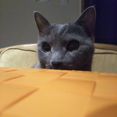 23kinakomochi23's profile picture. 2021年6月26日朝 Mirは虹の橋の向こうへ旅立ちました。最後まで凄く頑張ってくれました。 20年一緒に生きてくれて ありがとう✨の気持ちでいっぱいです。今、皆さまのかわいい子たちに癒されています。みんなみんな凄くかわいい💓です。だからこそウチの子Mirへの愛しさが募ります……会いたいです。