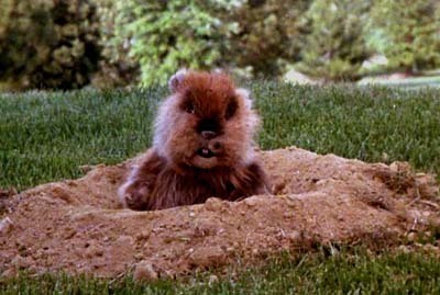 Evil Gophers! Duh! TB RP ! Duh!