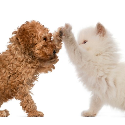 thehoundandcat's profile picture. After 16 long years of experience, we have decided to put down roots. 
Our mission is to be Borehamwood's best Pet groomers, boarders and daycare.