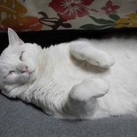 doji3jp (@doji3jp1) 's Twitter Profile