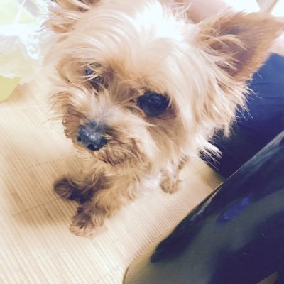 tirol_ma's profile picture. Swift, Python, Fortran, C++, HTML, CSS, PHP etc... / Vim / CFD / 宇宙工学 / FF14 / Piano