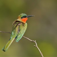 Kathleen Everitt (@oldbird123) 's Twitter Profile Photo Kathleen Everitt (@oldbird123) 's Twitter Profile Photo