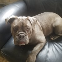 cassandra martz (@caseyspetsit4u) 's Twitter Profile