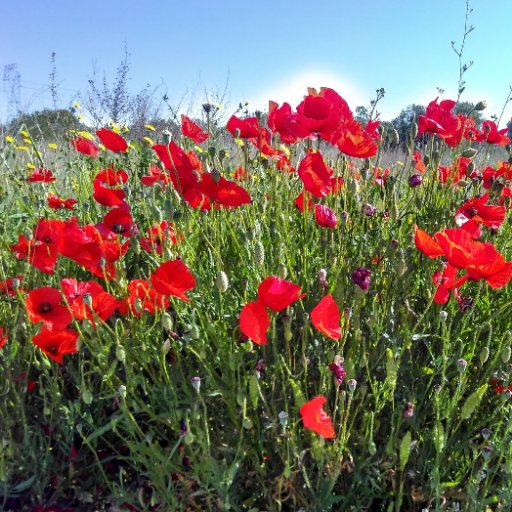 Roselles de Vistabella. Infermera dedicada al seu poble i a la seva família, mare de dues preciositats. 😍