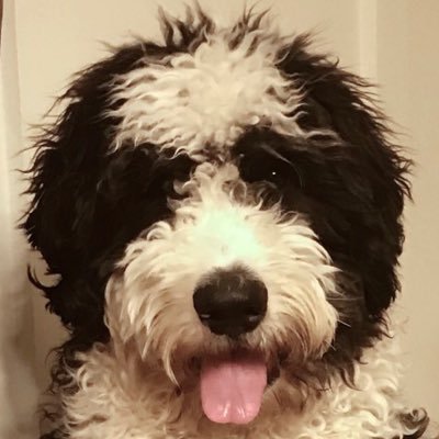 Just a Bernedoodle living in Clocktown, USA. Aspiring therapy and literacy dog.