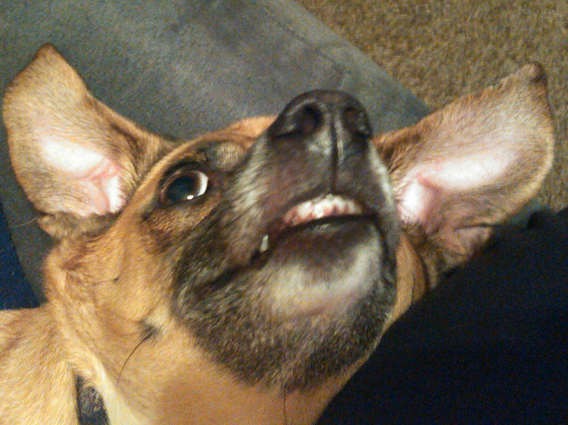 DotTheWonderDog's profile picture. Lazy Idaho chick. She/her. Too lazy to do much more than like/follow. Generally harmless.