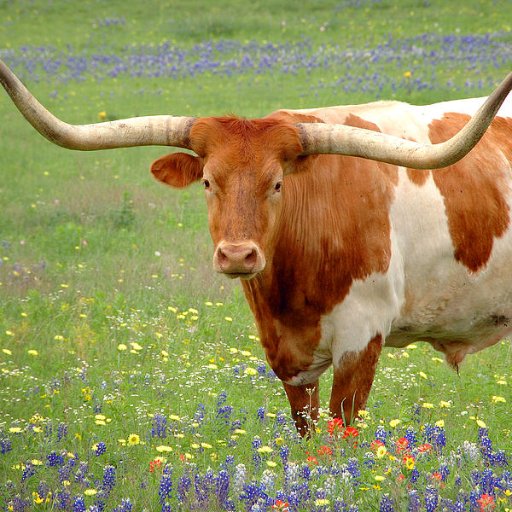 wes_your's profile picture. Loves children more than guns. 

Reality-based Atheist. Environmentalist. Texas Democrat. Kansas Jayhawk. Patriotic Air Force Veteran. #Ally Slava Ukraini 🇺🇦