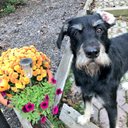 Gina Downing - @gmdny61 - Twitter