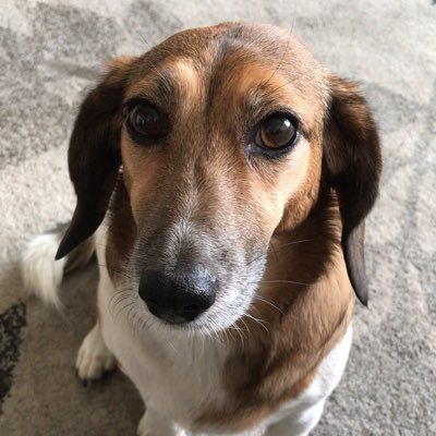 Curicana de ❤️Santiaguina por opción. Mamá de la más linda del 🌎mundial, Lunita ❤️🐶🌷