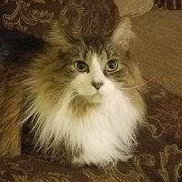 RivendellTheCat(@CatRivendell) 's Twitter Profile Photo