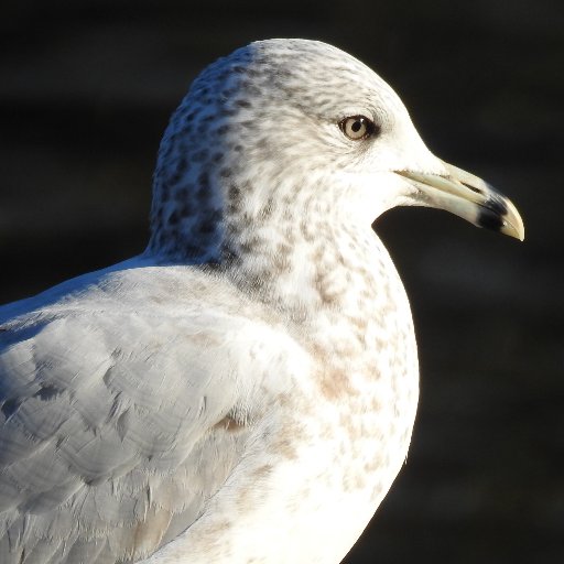 A birder , but not a twitcher, with the additional interests of all wildlife including Butterflies , Hoverflies and Dragonflies.