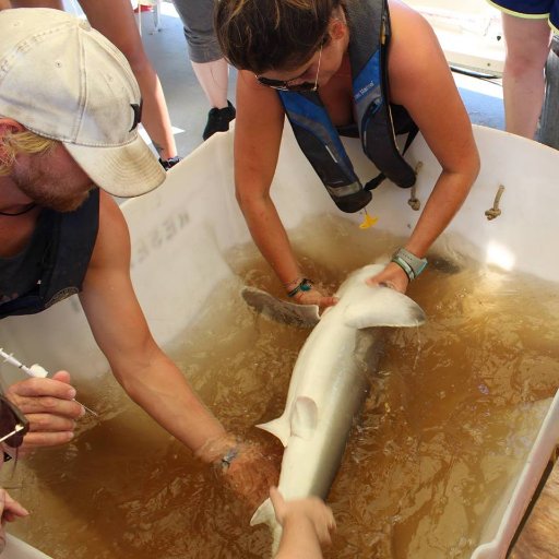 Sharks, Rays, and Sea Turtles are kind of my thing. UCF MTRG Ph.D. Candidate. East Coast Biologists Scientist. He/Him/His All views are my own. 🦈🐡🐠🐢