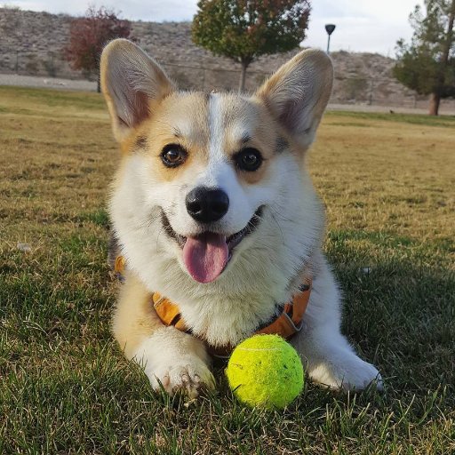 I'm that Corgi puppy who met a tennis ball for the first time. Sin City Corgi. #ItsTheGustaff
