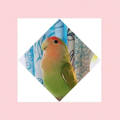 おかゆ 【放置】H31 3月さんのプロフィール画像