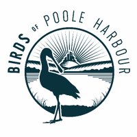 Birds of Poole Harbour (@harbourbirds) 's Twitter Profile