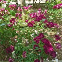 御花畑 (@flower_l_and) 's Twitter Profile