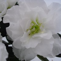 Ingela Larsson (@gingelalarsson) 's Twitter Profile