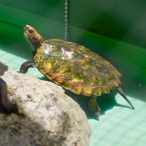 Nihon_ishigame's profile picture. 日本固有種のニホンイシガメを飼育しています。🐢❤️
残念なことに準絶滅危惧種に指定されています。🐢⚠️
世界で日本にしか居ない彼等の危機を救いたい。🐢🤲
自分に出来る事は何か無いか常々考えています。🐢🤔
https://t.co/CknojaPXYT
