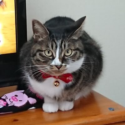 すこっち