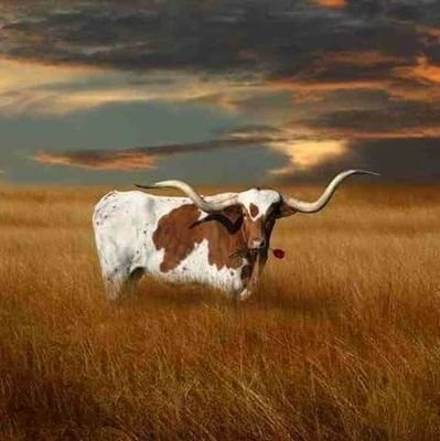 CinziaUna's profile picture. 