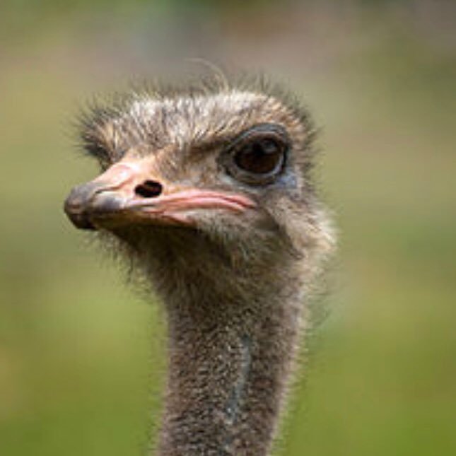 Daily pictures of Ostriches not emu’s