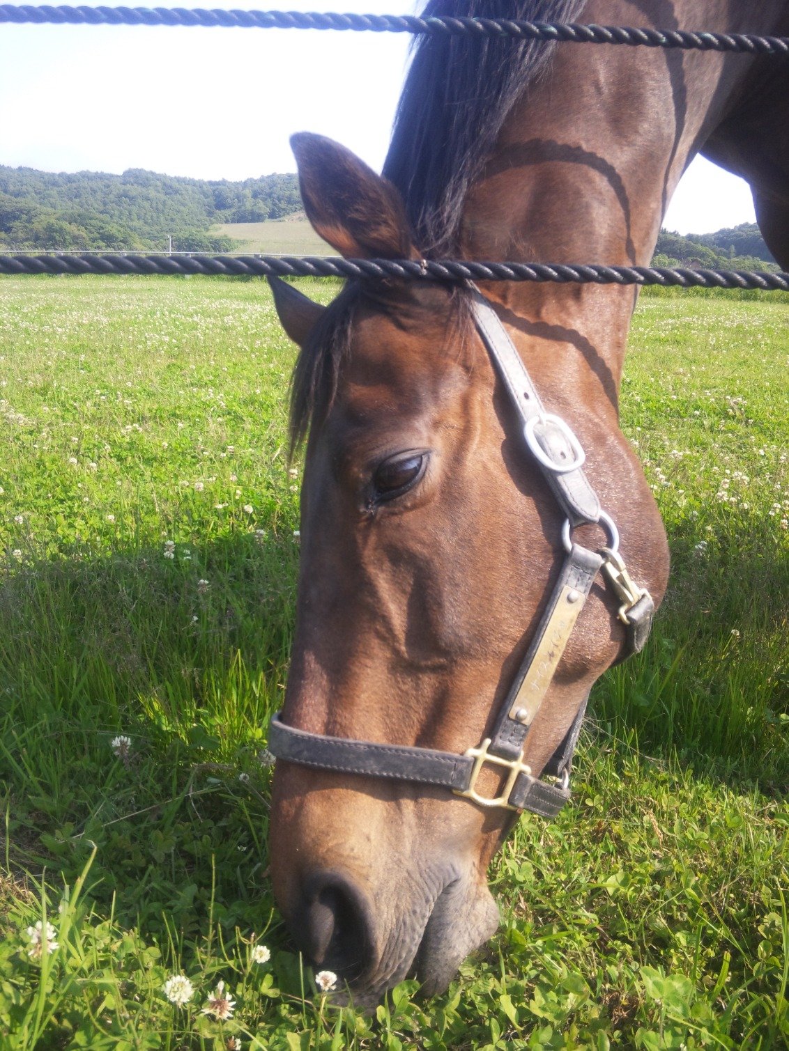 UMAJO。池添っちと瑠星サマ推し。
ステゴの初年度産駒と猫とウサギを飼ってます。
馬の写真撮ってます。
黒鹿毛、青毛、青鹿毛の馬好き。
写真の転載や2次加工はお断り、保存の際はお声掛けください。
シャチ好き。いつか鴨川シーワールドに行くのが夢。