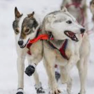 Iditarod news from Anchorage to Zirkle