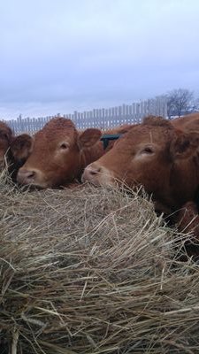 Farmer and Project coordinator for ALUS Grey Bruce