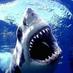 J C (@eminishark) Twitter profile photo J C (@eminishark) Twitter profile photo