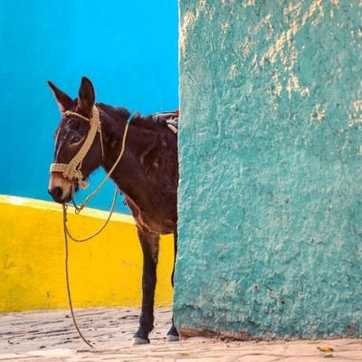 photographer. alpacapreneur. born in nazareth. jesus is probably a relative. bend or. https://t.co/cVdyFHUZ9W