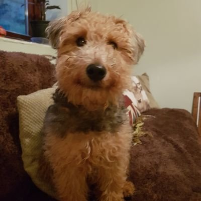 My name is Chilli and I am a very spoiled Welsh Terrier living in the heart of the Welsh Valleys. I'm not naughty at all, regardless of what they say..