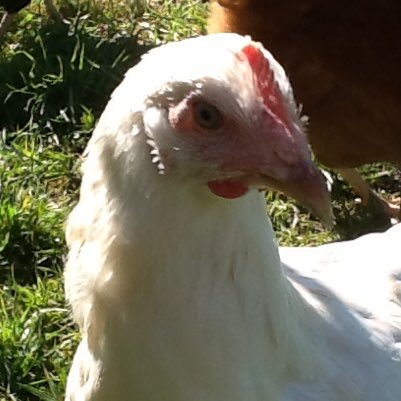Know a bit about fungi and wild flowers and growing vegetables. Chicken guardian.