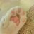 うしねこのアイコン