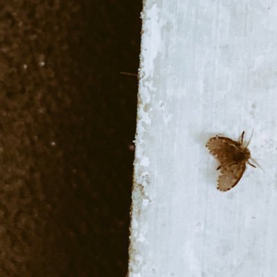 GoatCouture's profile picture. homegrown, organic culture, to better enrich your soul.