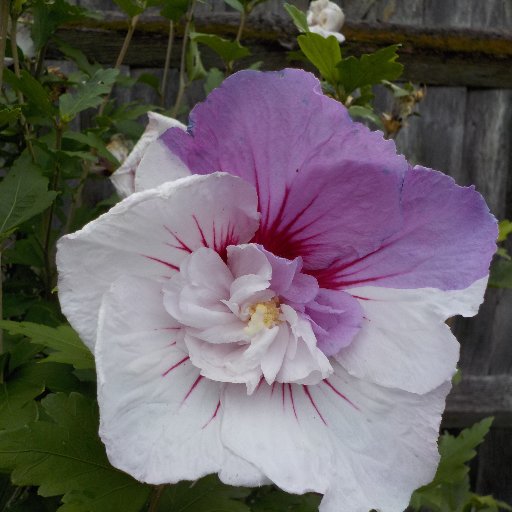 AwWellSureNow's profile picture. Hypochondriacs get sick too.
Busted Portmanteau.