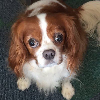 EPCRc7qaz5Z6wrx's profile picture. あまり練習熱心とは言えないけどテナーを習いにヤマハに通ってます。テナーもままならないのにソプラノとアルトにも挑戦中です。譜面には滅法弱いですが耳コピは得意です。2019年からバイクに乗り始めました。ZZR400です。