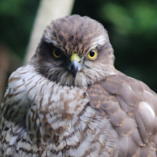 doggie3132's profile picture. A very amateur photographer of the local natural world..All opinions are my own..nobody else wants them!..just found out I'm a wildlife extremist.