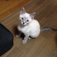 アク ツイートできない見れない、猫不足 (@detector001) 's Twitter Profile