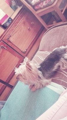 JuliaWaszka's profile picture. I like rolki .