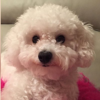 CGincoff's profile picture. 𝓓𝓲𝓼𝓯𝓻𝓾𝓽𝓪𝓷𝓭𝓸 𝓭𝓮 𝓵𝓪 𝓿𝓲𝓭𝓪... 🐾🚲