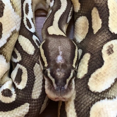 はじめまして❗️気軽にフォロー❗️よろしくお願いします‼️北海道でボールパイソン🐍と暮らす〜🐯タイガースを愛する🐯虎党のオッさんです🤲好きな事〜男料理🍳阪神タイガース🐯犬🐕猫🐱爬虫類🦎動物🦁BOOXY🎸WWE✊格闘技✊相撲🖐スポーツ観戦🎉競馬🏇シルバーアクセサリー💍