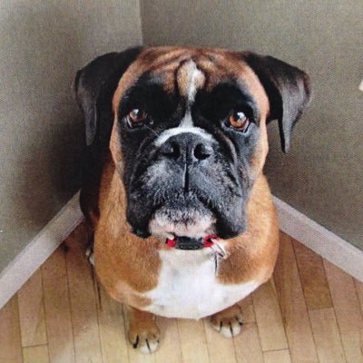 HaatchiKyoto's profile picture. 