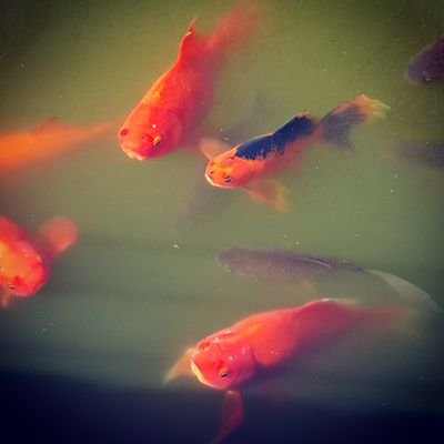 ferjetta14's profile picture. 