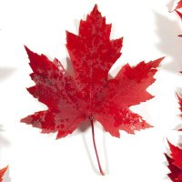 Proud Canadian 🇨🇦(@Valeriejamesvj4) 's Twitter Profile Photo
