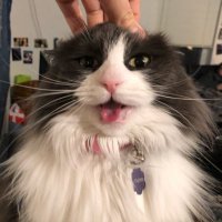 miranda (@missyspud97) 's Twitter Profile