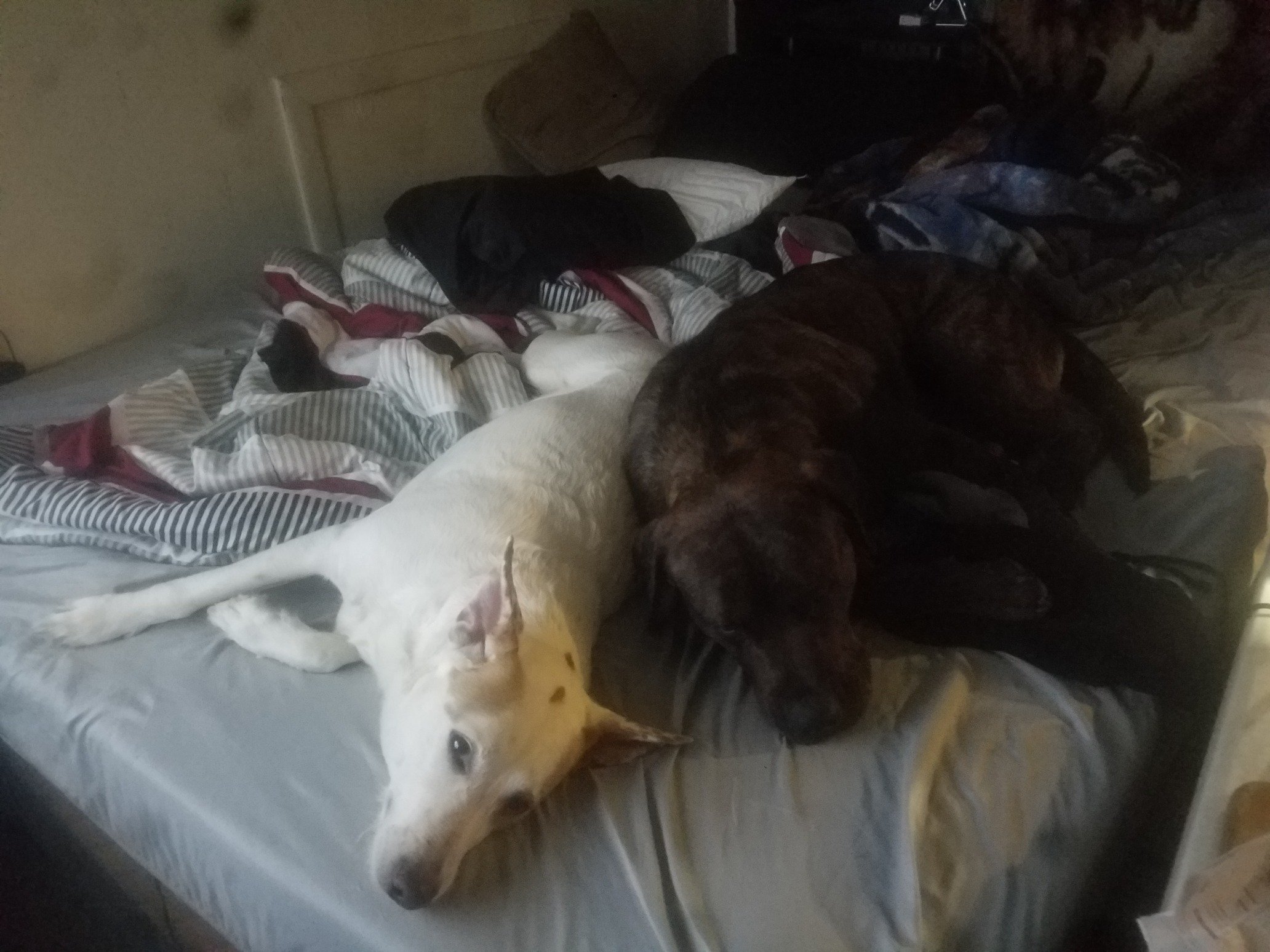 Zoey (white) and zeus (brown n black)