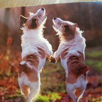 Jack Russells who voted No (@jronstrike) 's Twitter Profile