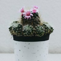 Cactus para todos (@cactus_todos) 's Twitter Profile